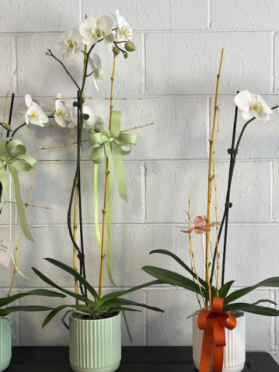 Phalaenopsis Orchid Plant - A tall Phalaenopsis orchid plant will bring joy to the recipient. Presented in a ceramic pot and decorated to impress.A good sympathy tribute.