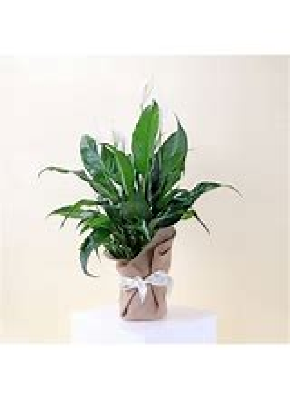 Peace Lily